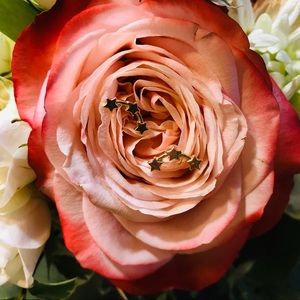 Constellation 3 Star Earrings- Yellow Gold Plated